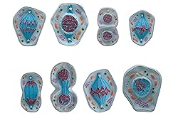 Eisco - Mitosis Model Set of 8 Enlarged 3D Animal