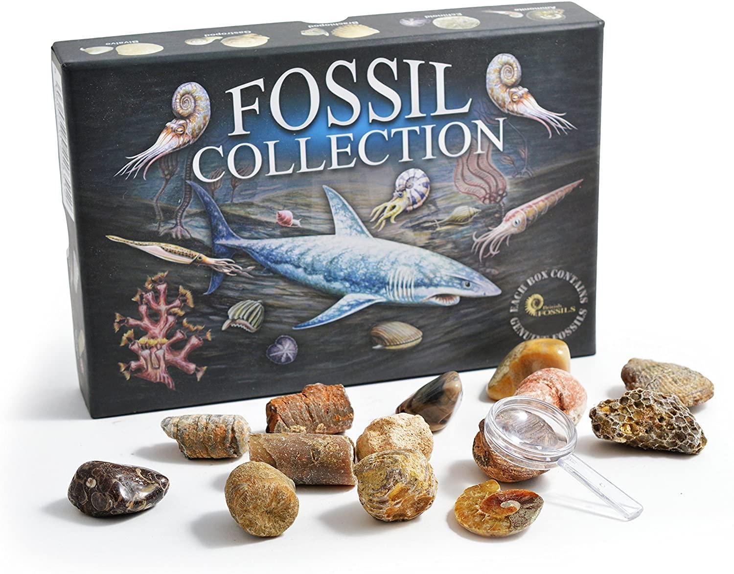 British Fossils FOSSIL SELECTION BOX AMMONITE SHARK TOOTH TRILOBITE CRINOID BRACHIOPOD NAUTILOID