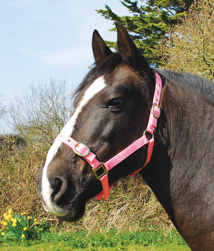Rhinegold Nylon Headcollar - Shetland - Pink