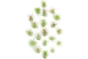 Shop Succulents Ionantha Tillandsia Air Plants, Assorted Mini Live Indoor Plants for Home Decor & Gifts, Low Maintenance, Natural Air Purifier, Hanging Plants, Favors, Terrarium Plants, Pack of 20