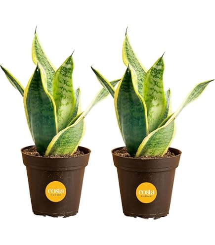 plant fertilizer indoor Indoor Plant – AGROMAGEN main image 0