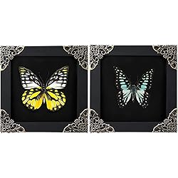 2 Real Framed Butterflies Insect Black Wood Frame