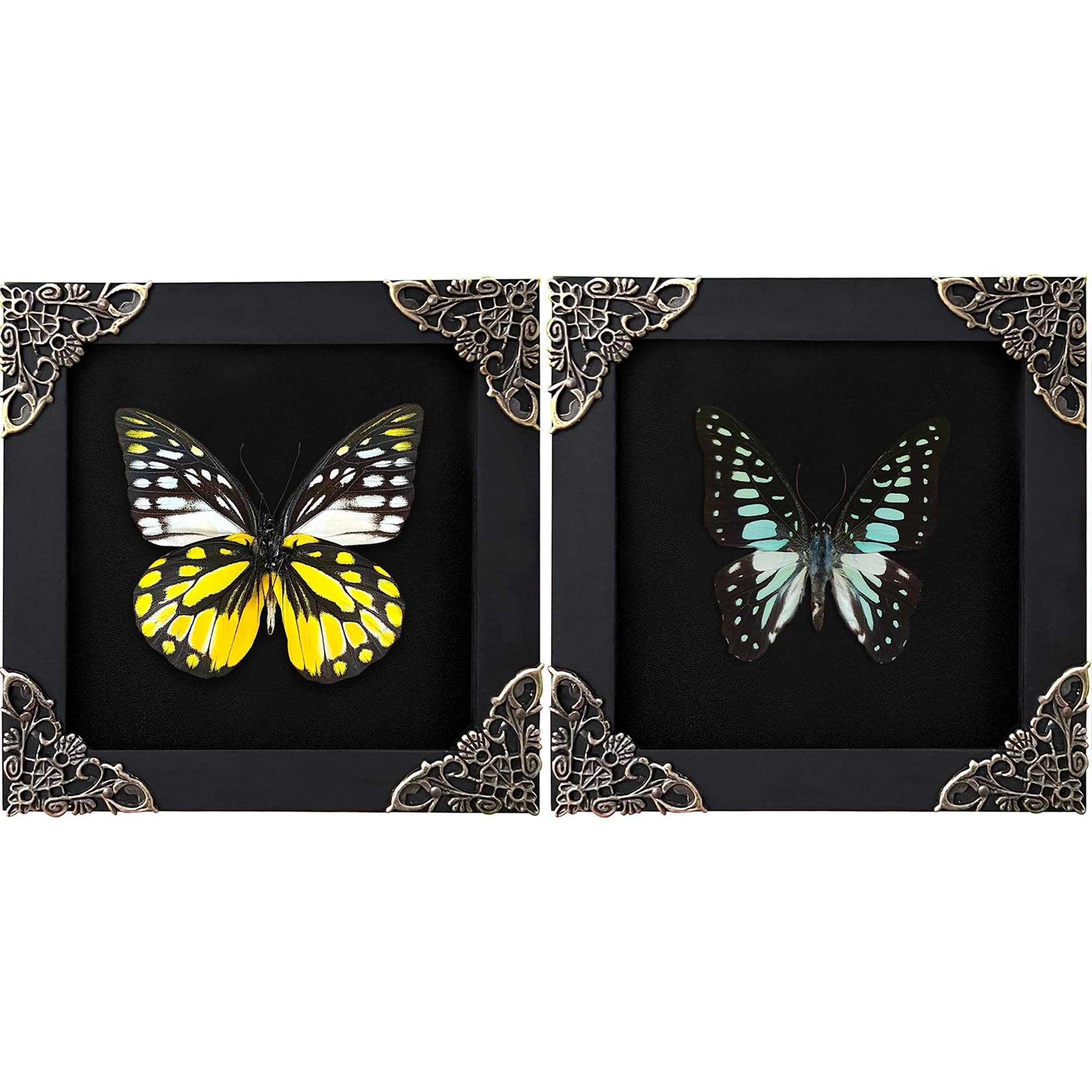 2 Real Framed Butterflies Insect Black Wood Frame