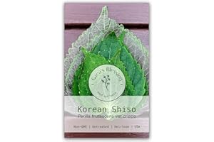 Gaea's Blessing Seeds - Korean Shiso Seeds (Perilla), Heirloom Non-GMO Seeds with Easy to Follow Planting Instructions, Korean Perilla, Open-Pollinated, 94% Germination Rate