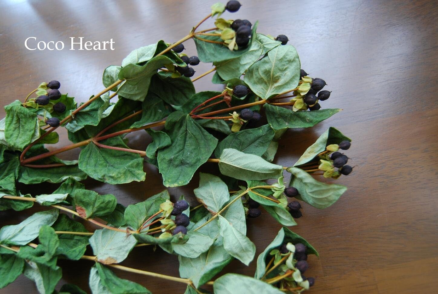 Amazon Coco Heart ヒペリカム 木の実 ドライフラワー ドライフラワー オンライン通販
