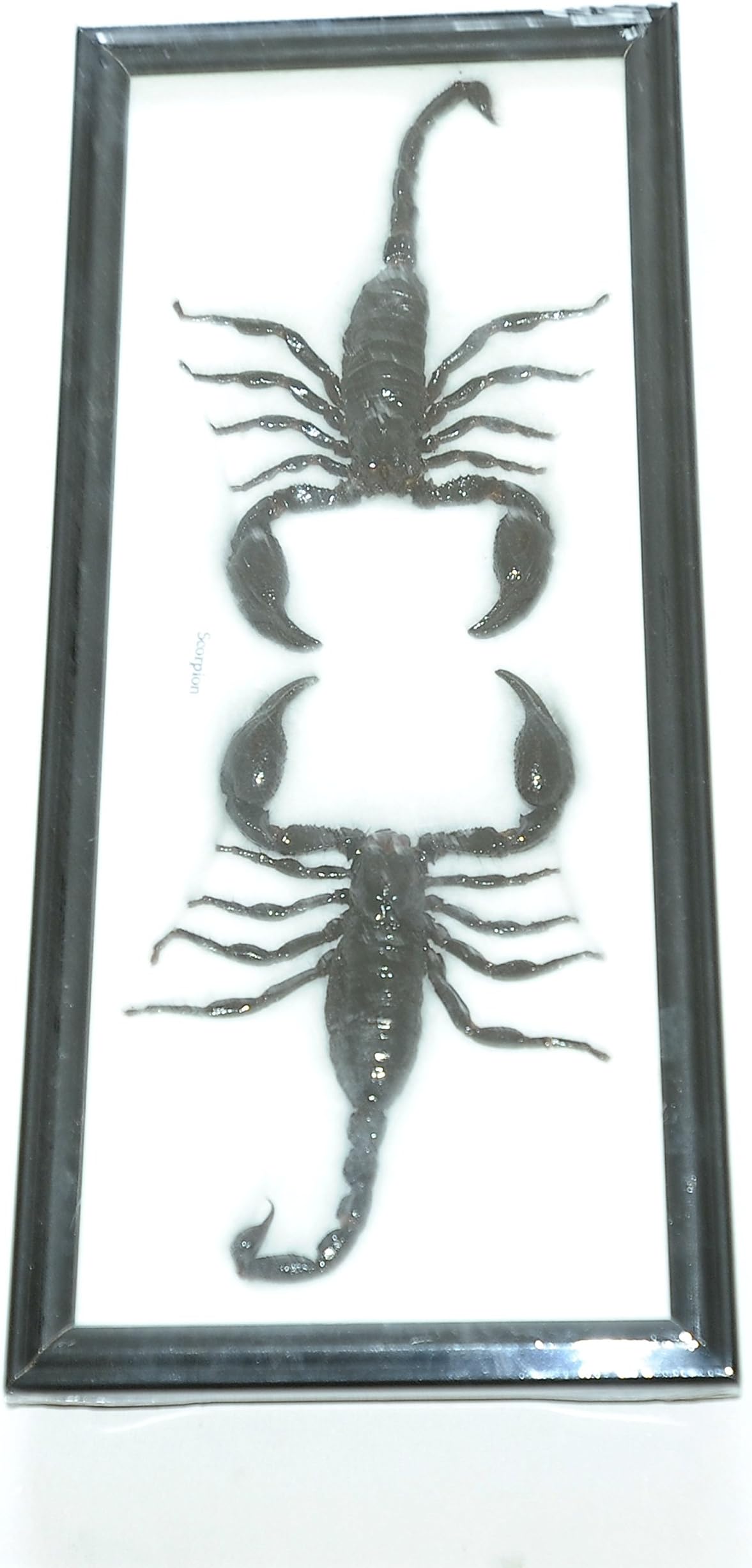 Thailand Jungle Scorpions Mounted in an Insect Display Frame (Framed Insects and Arachnids Taxidermy) …