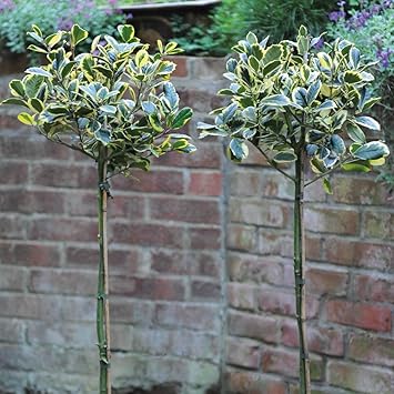 Holly Bush Outdoor Garden Patio Tree Standard Ilex A Hardy Plant