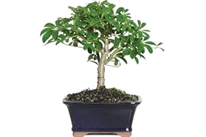 Brussel's Bonsai Live Hawaiian Umbrella Bonsai Tree - Small, 3 Year, 4 to 7 Inches Tall - Indoor Bonsai Tree with Ceramic Bonsai Pot
