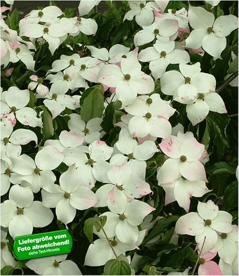 Baldur Garten Japanischer Bluten Hartriegel 1 Pflanze Cornus Kousa Winterhart Amazon De Garten