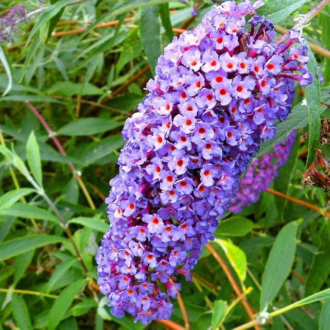 Arbre A Papillon Multicolore _ Buddleia : de nombreuses espèces et ...