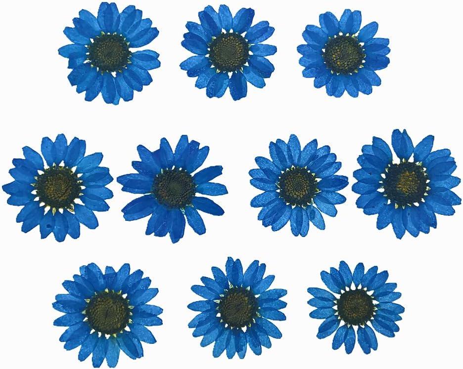 30pieces Chrysanthemum multicaule 2.5-3cm Natural Dried Flowers DIY Pressed Herbarium Flower Decorative Crafts Daisy (Blue)
