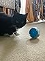 Catit Hagen Treat Ball Review [ ] - Furry Friends Gear
