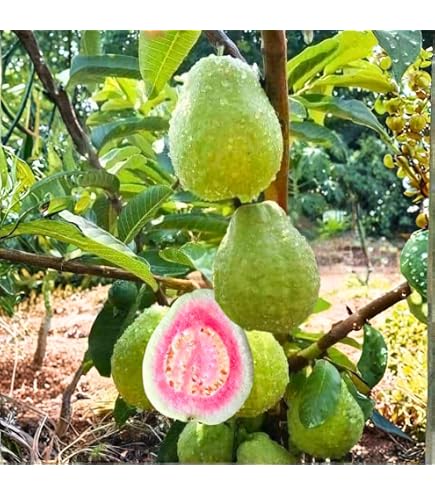 1 Pack 300 Pink Guava Seeds Psidium guajava Seed Organic