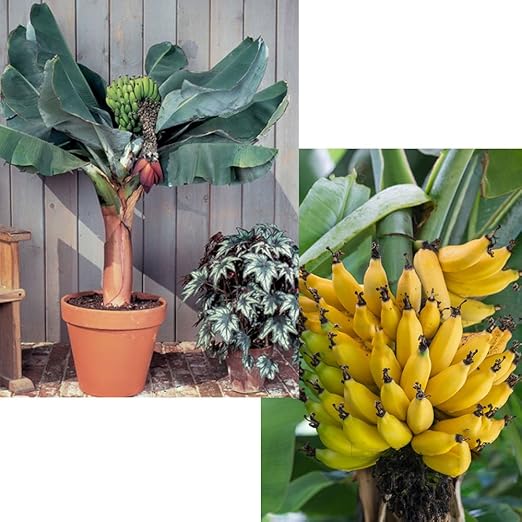 Pianta Di Banano Sofferente Houzz