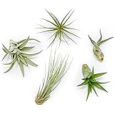 Pack of Classic Air Plants Variety - Live Succulent House Plants - Available in Wholesale and Bulk - Home and Garden Decor -