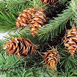 Aromatics International White Fir Essential Oil 5ml