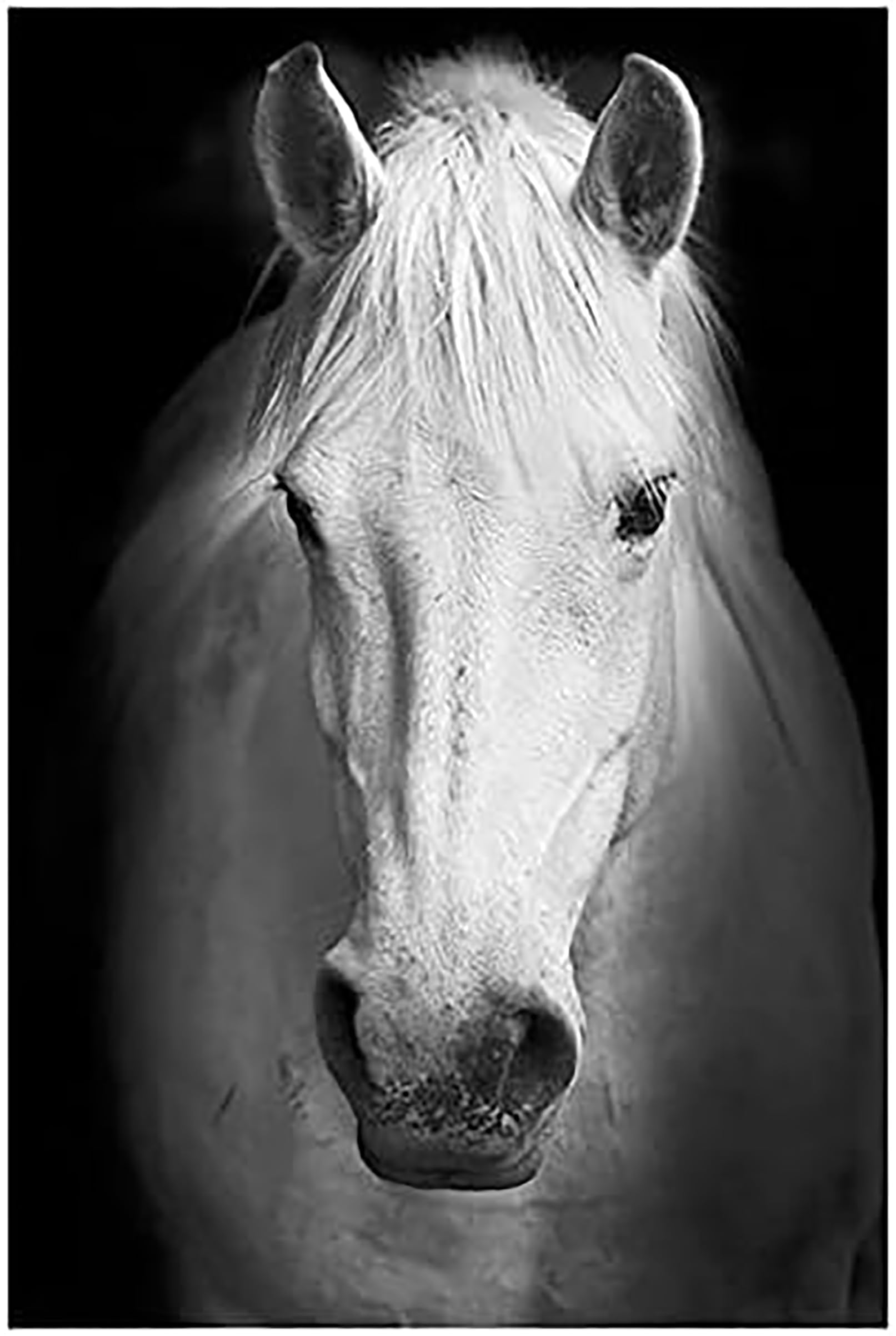 Shukqueen Painting by Number, DIY Oil Painting Kit for Beginner, Adults, Home Decoration, Black and White Horse, 16X20 Inch, Frameless