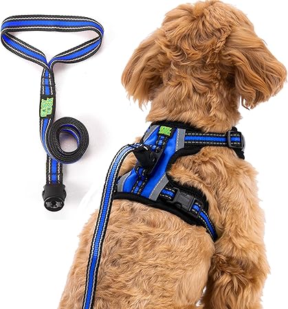 easy leash training dog