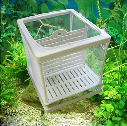 aquarium fish breeding