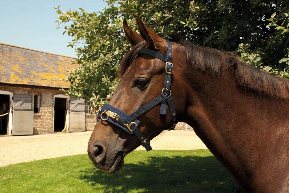 Rhinegold Nylon Lunge Cavesson,Navy