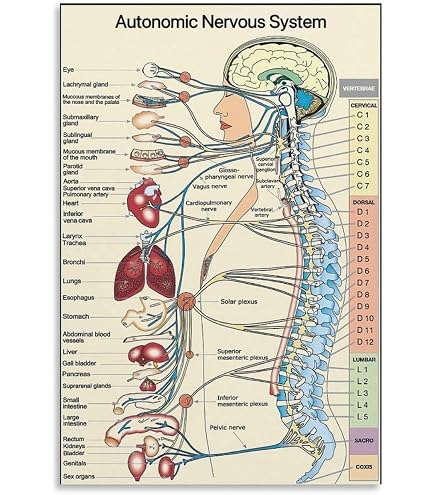 Medical Study Chart Spine Nerves Anatomy Lab Spinal Nerves Laminated ...