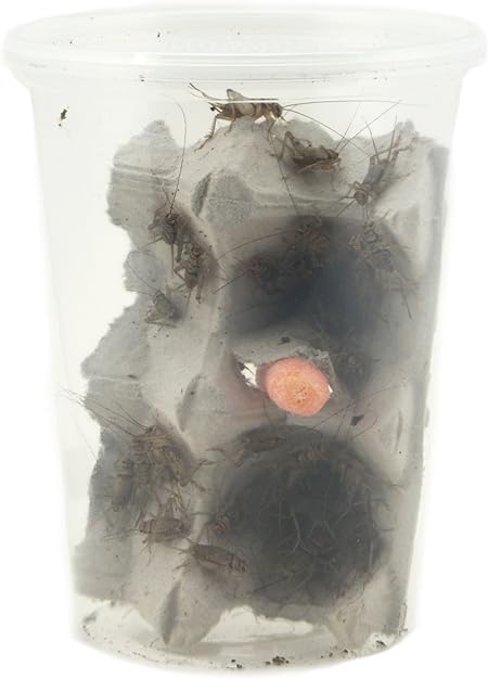 Amazon Com 1 Large Adult Banded Crickets 60 Count Garden