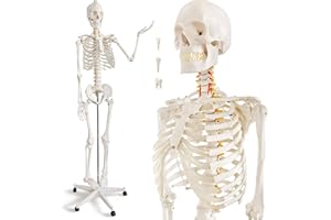 HADWYN Life Size Human Skeleton Model for Anatomy- Medical Human Skeleton Model with Nervous System 70.8 in with Rolling Stand for Medical Study and Display 3 Posters