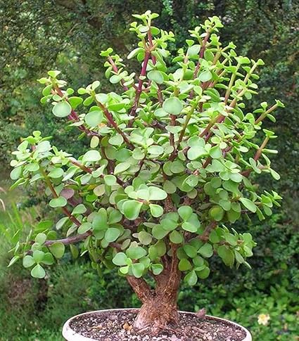 See Description Portucalaria Affra Green Rare Elephant Bush Jade Bonsai 2 4