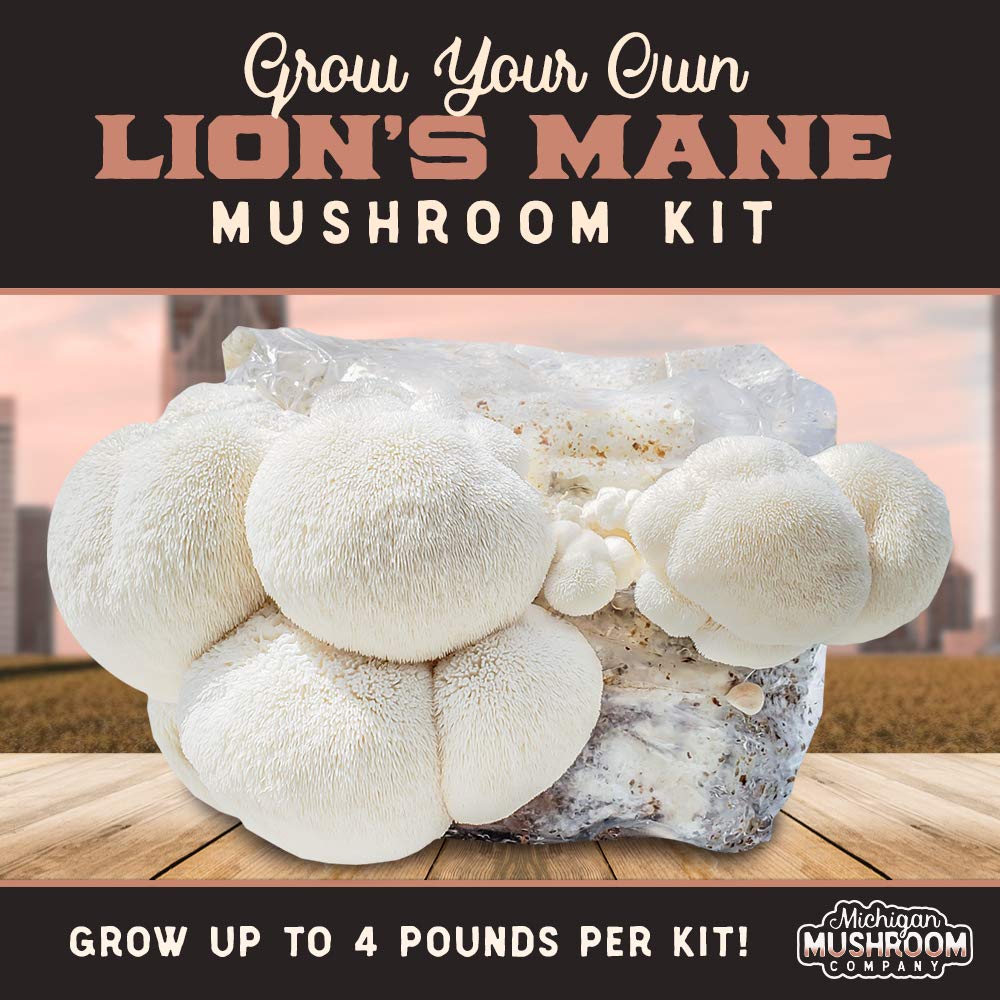 Grow Your Own Mushrooms Kit Fully Colonized Lion's Mane Mushrooms