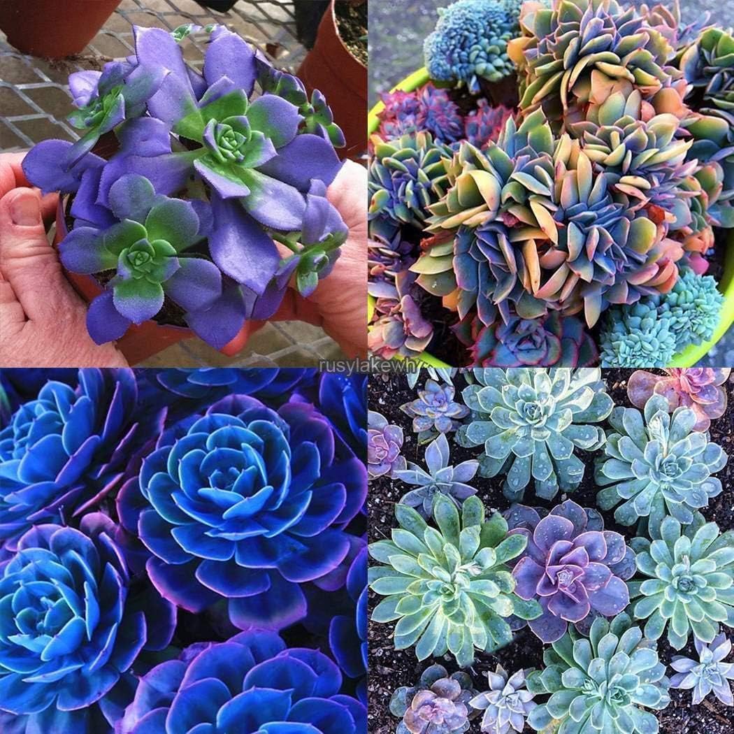 Portal Cool Type11: Semillas Huerta Plantas Blooms Pimienta ...