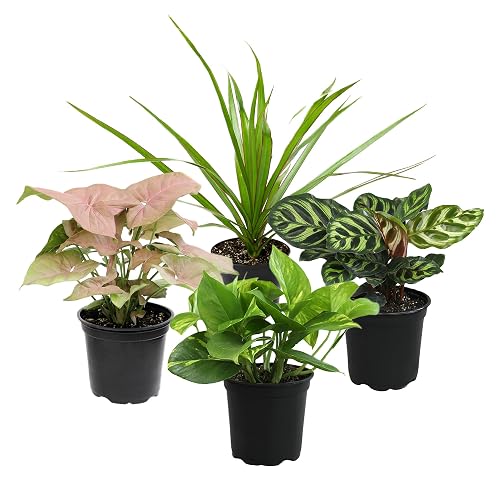 grow lamps for indoor plants Sun Patch | Grow light for indoor plants and seedlings main image 0