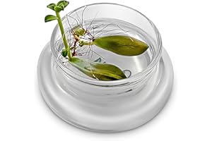 Bloomify Terra Gel Plant Propagation Seed Starter Tray with Glass Dome – Advanced Technology Gardening Supplies Plant Propagation Station for Succulents – Easy to Use Seed Starter Kit