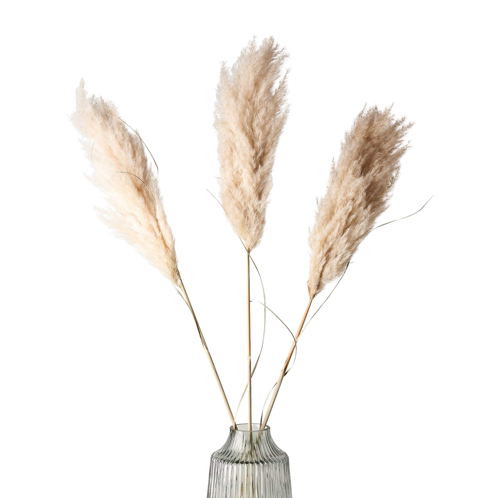 Buy Pampas Grass Large 3 Fluffy Soft 115cm Stems Natural UK Curated