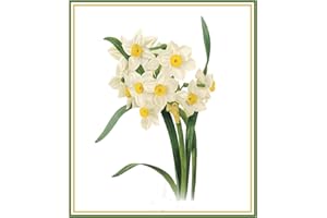 Orenco Originals Narcissus Flower by Pierre-Joseph Redoute Counted Cross Stitch Pattern