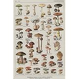 Uneedyt Vintage French Mushroom Chart Poster Collectors Exotic Specialty 24X36