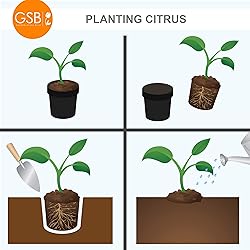 Garden State Bulb Meyer Lemon Tree, Citrus Live