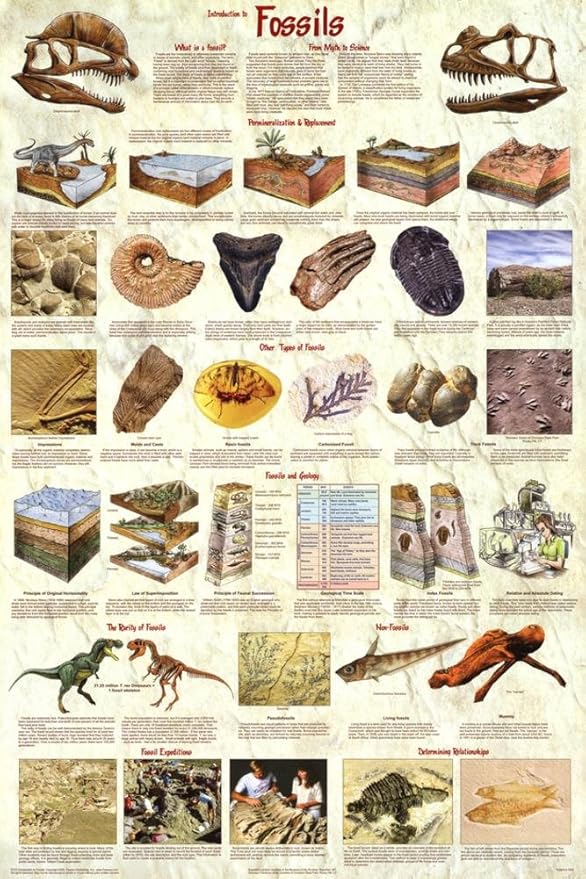 (24 x 36) Einführung zu Fossilien Paläontologie Educational ...