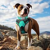 Joytale Reflective Dog Collar Medium Teal Neoprene Padded Heavy Duty Buckle view 3
