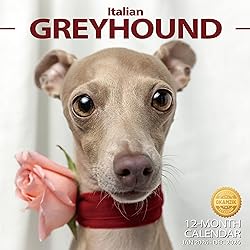 2026 Wall Calendar Italian Greyhound Planner