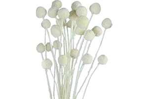 JOJAZE 30pcs Dried Flowers Craspedia Billy Balls Flowers White Dried Craspedia Flowers Billy Buttons Floral Bouquet for Decor Wedding Flower Arrangements Home Party DIY
