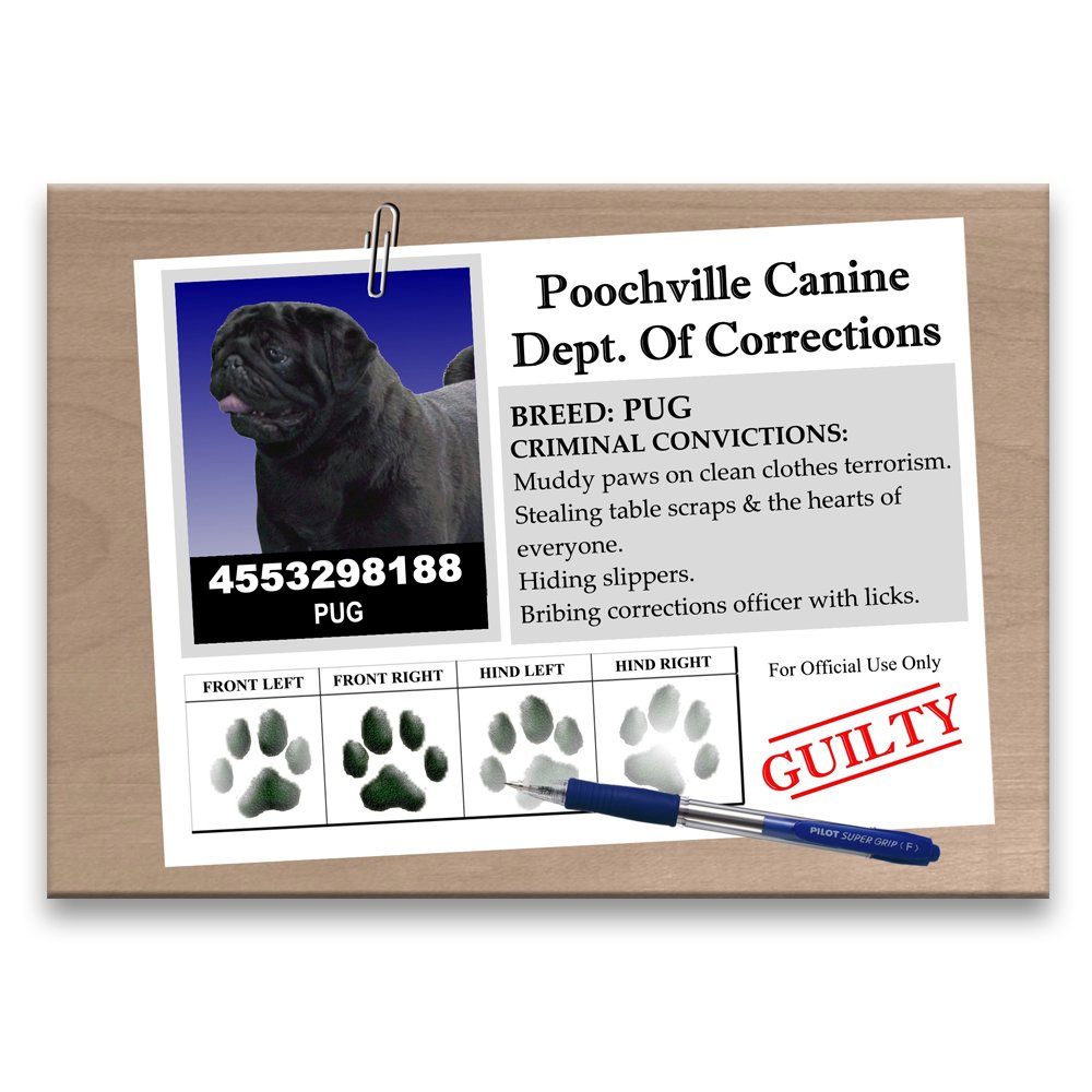 Antecedentes de perro (negro) imán del refrigerador: Amazon.es: Hogar