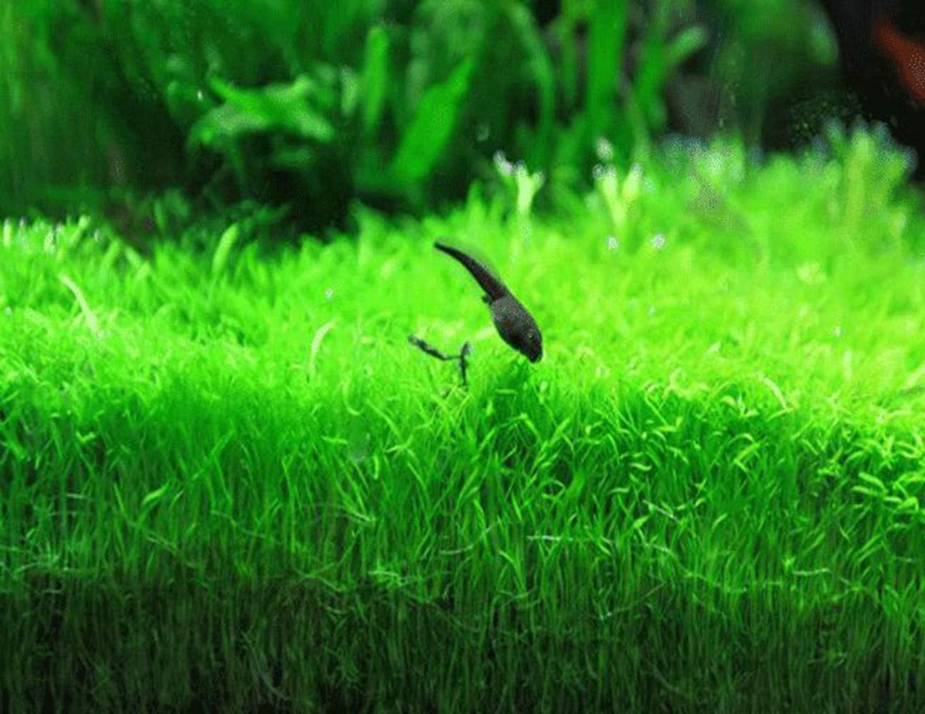 Aquarium Grass Plants Seeds,Aquatic Fescue Carpet Water Grass ... - 71OQDs12CWL. AC SL1296 