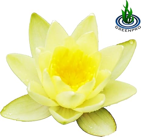 Amazon Com Nymphaea Chromatella Hardy Water Lily Tuber Live