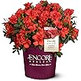 Encore Azalea Embers Azalea, 2 Gal, Red