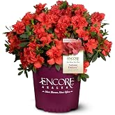 Encore Azalea 2 Gal. Autumn Embers Shrub