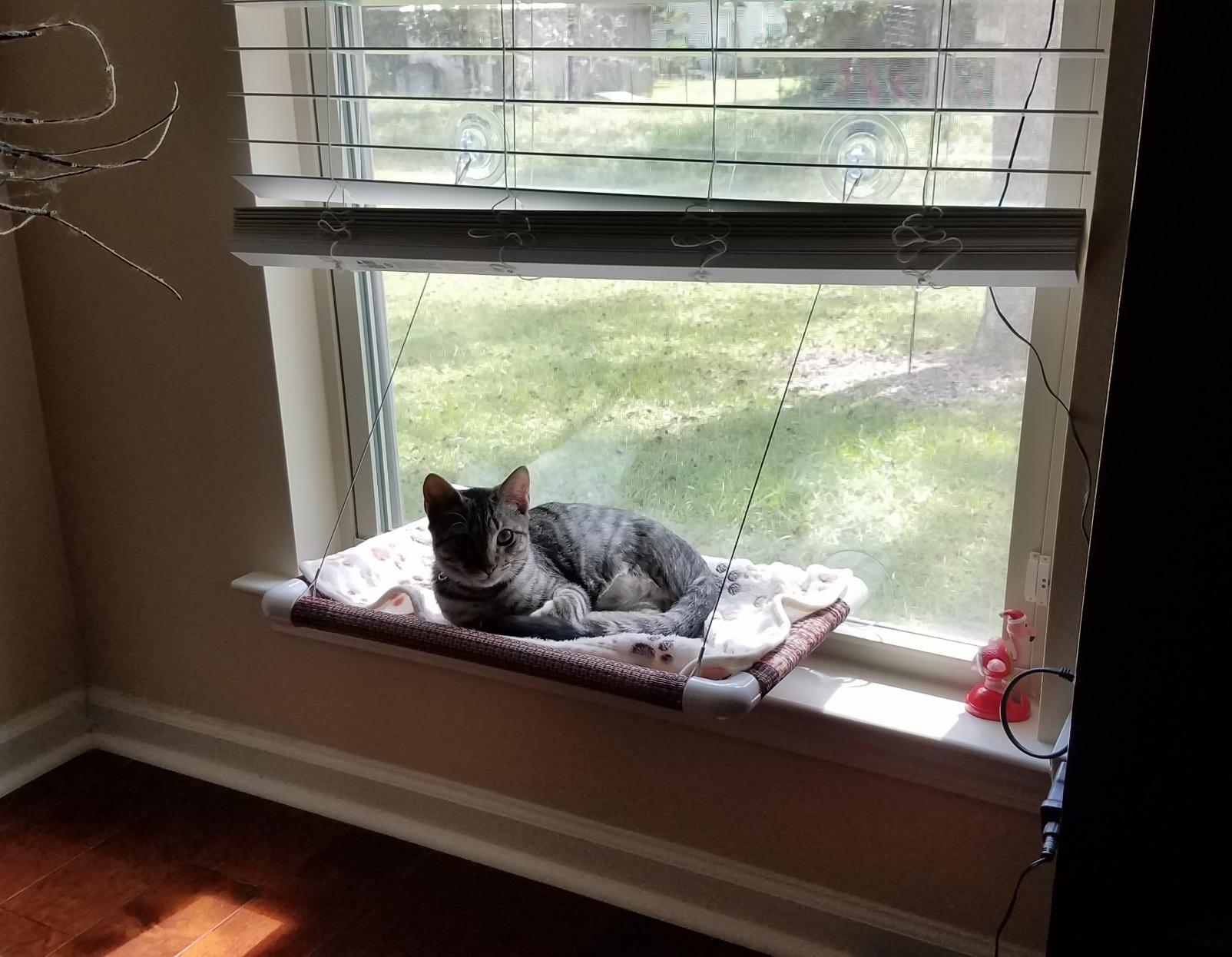 Pictures Kitty Cot Original™