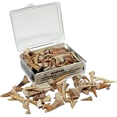 Real Fossil Shark Teeth in a Display Box