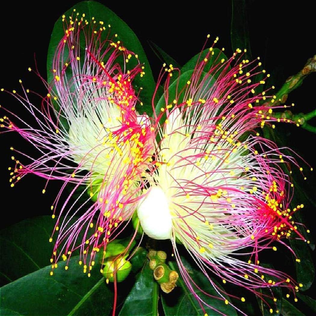 Keptei Natural Daffodils Seeds Garden Plants Seeds Flower Seeds Flowers