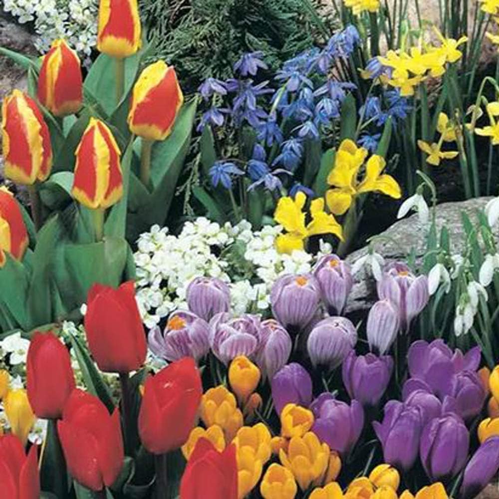 Spring Flowering Bulb Bonanza Collection Hardy Flowering