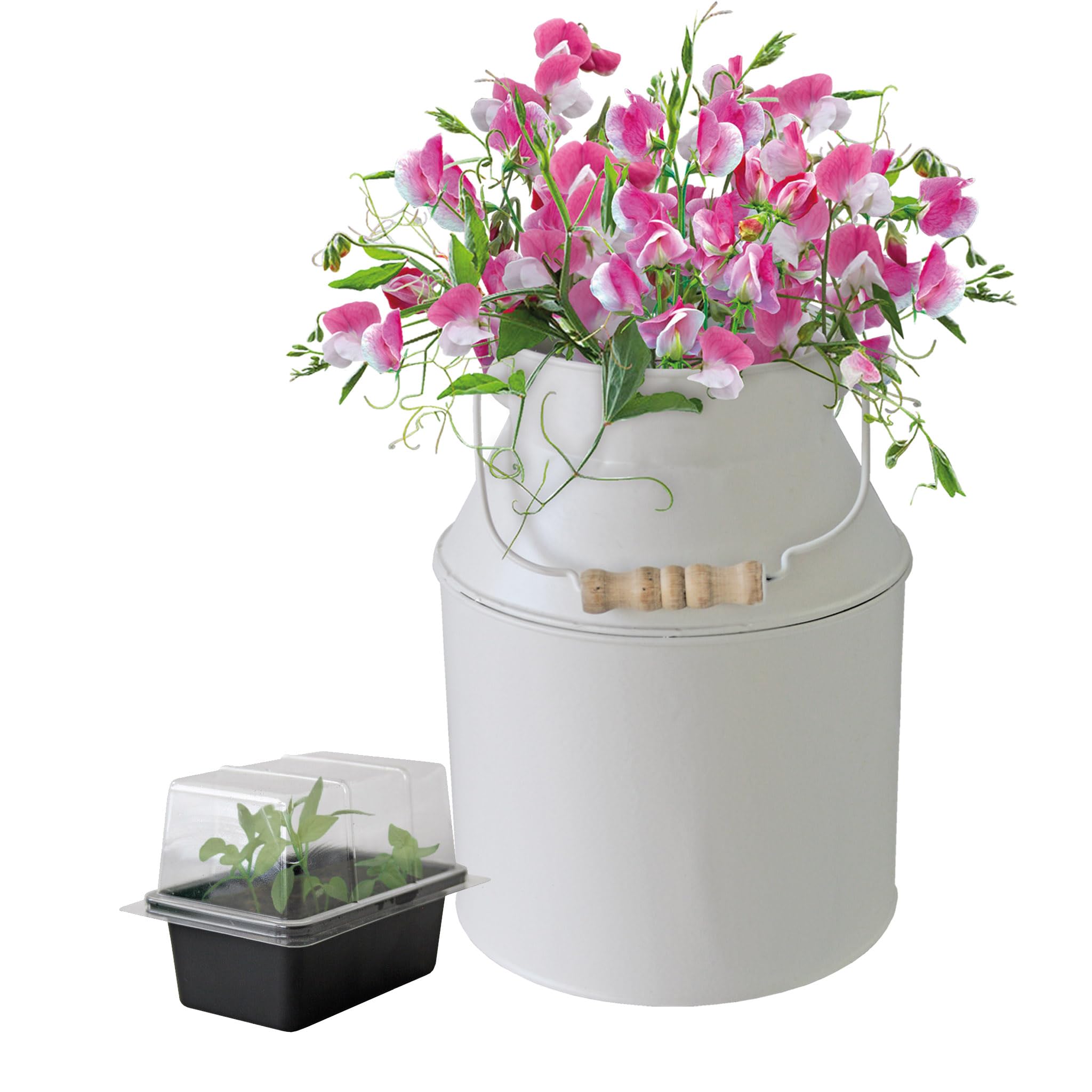 Pronto Seed Sweet Pea Growing Kit with Decorative Milk Churn Planter | Unique Gardening Gift for Women | Perfect Christmas or Birthday Flower Gift Set (Sweet Pea - Milk Churn Planter)